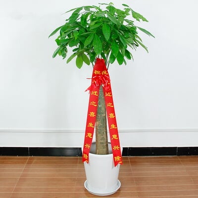 单干发财树